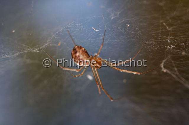 Linyphiidae_0140.JPG - France, araignée à baldaquin (Linyphia triangularis), Common hammock-weaver or European hammock spider